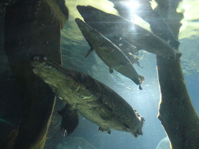 サンシャイン水族館のbgmの話とか 水族館に行ってまいります