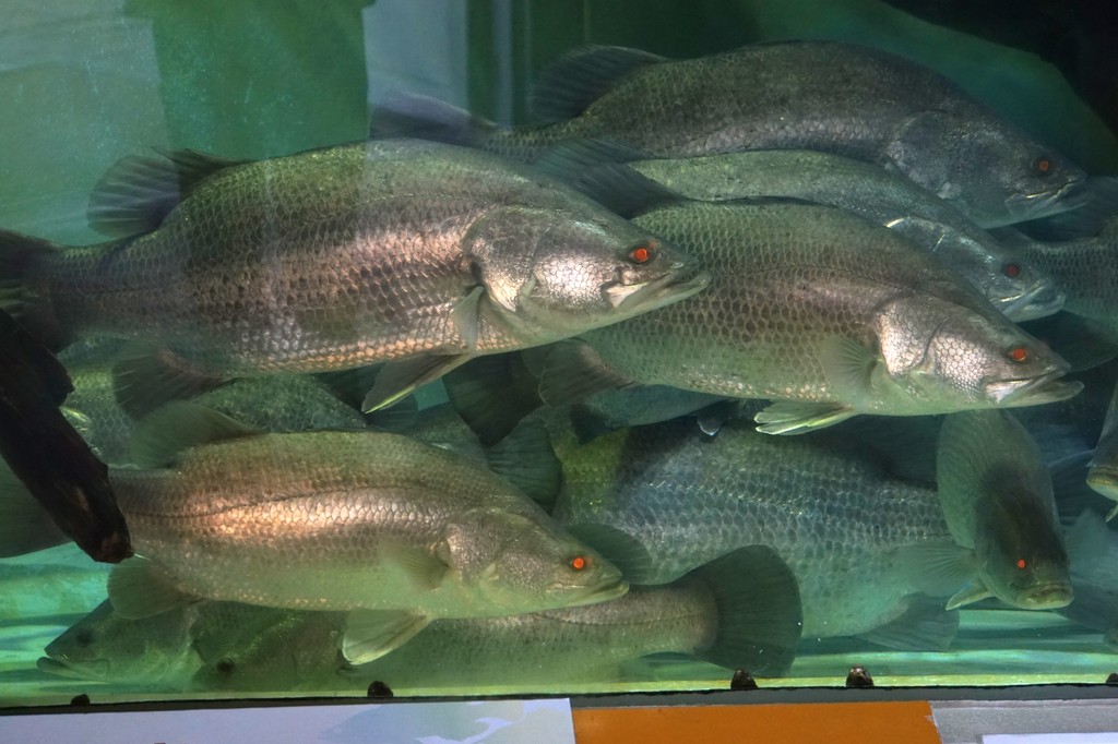 桂浜水族館 高知県 の感想 水族館に行ってまいります