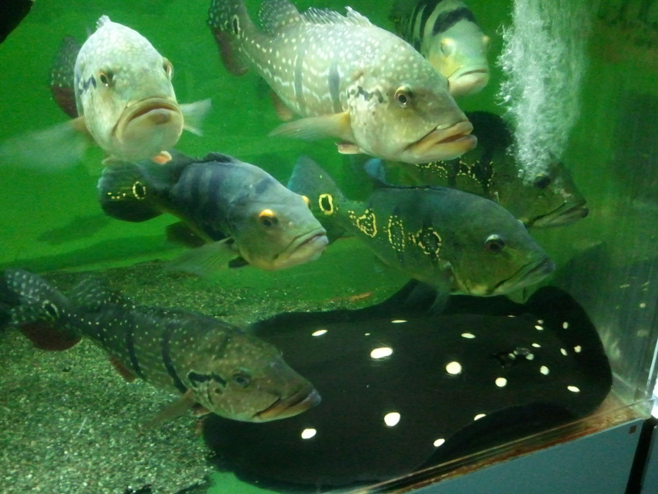 東京タワー水族館 水族館に行ってまいります 東京タワー水族館 水族館に行ってまいります