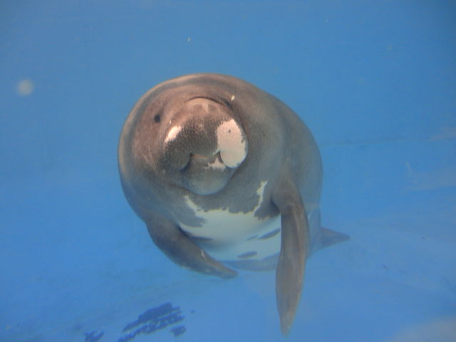 水族館に行ってまいります