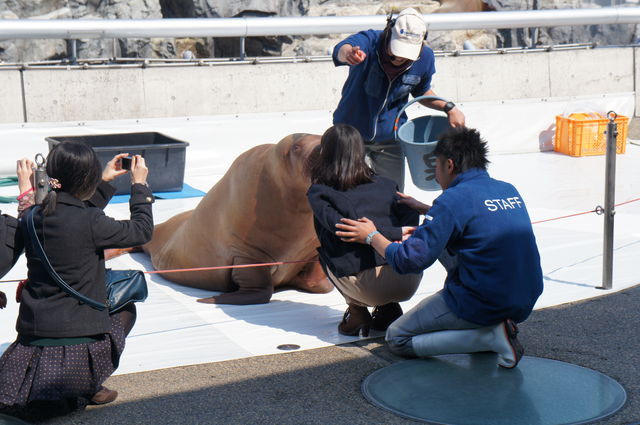 大分マリーンパレス水族館 うみたまご 大分県 の感想 水族館に行ってまいります 大分マリーンパレス水族館 うみたまご 大分県 の感想 水族館に行ってまいります