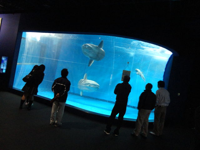 家の裏でマンボウが死んでる 水族館に行ってまいります