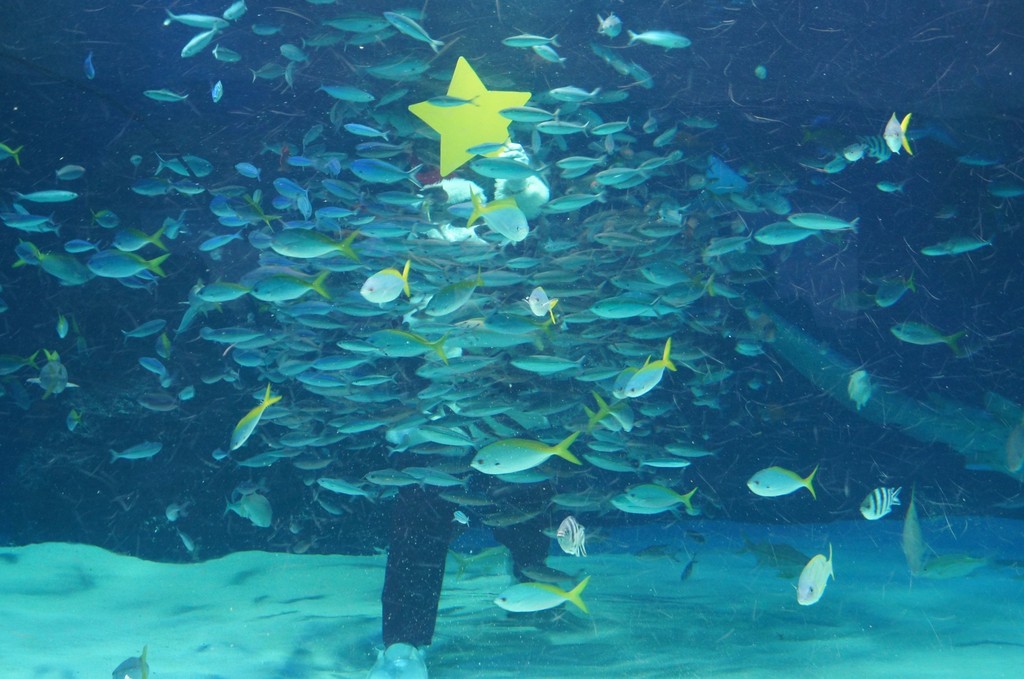 クリスマスシーズンにデートにオススメの水族館特集 水族館に行ってまいります