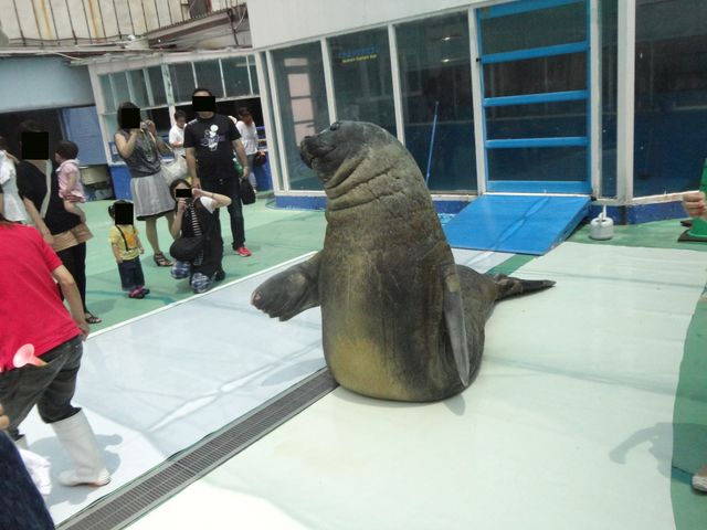 水族館に行ってまいります