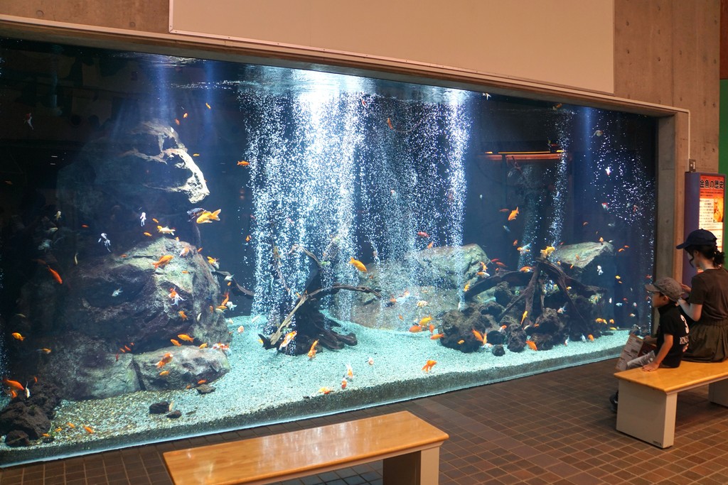 関東のオススメ水族館18 東京から近い水族館選 水族館に行ってまいります