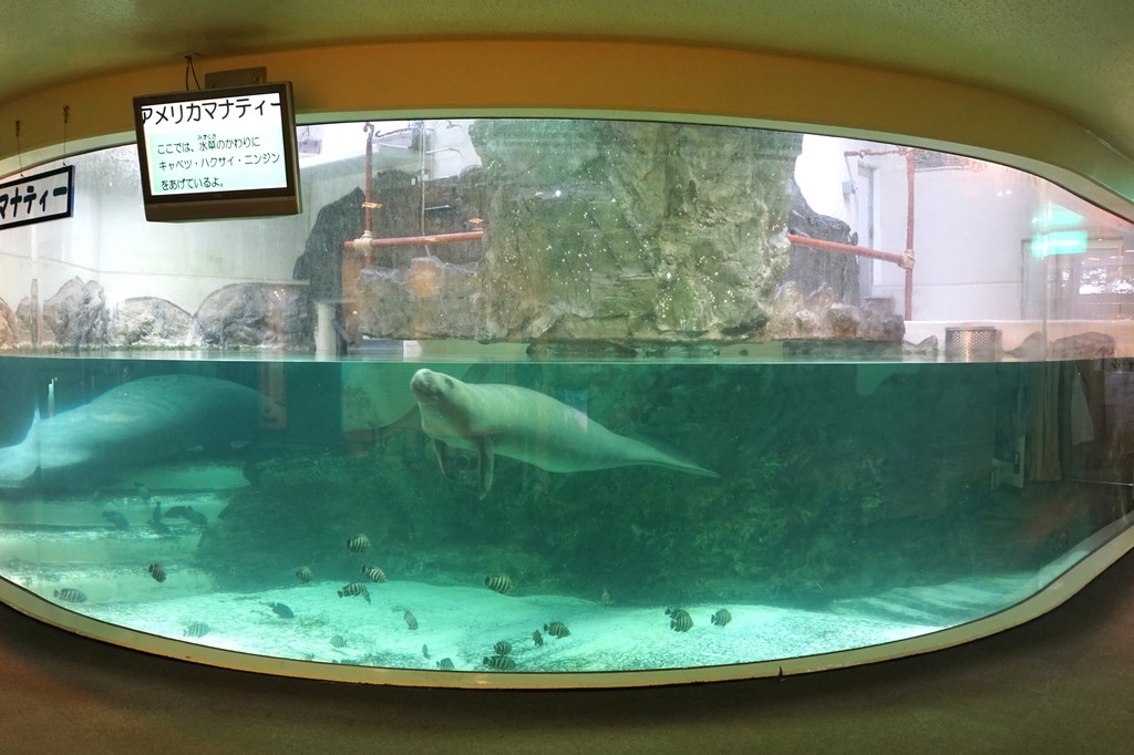 新屋島水族館 香川県 の感想 水族館に行ってまいります