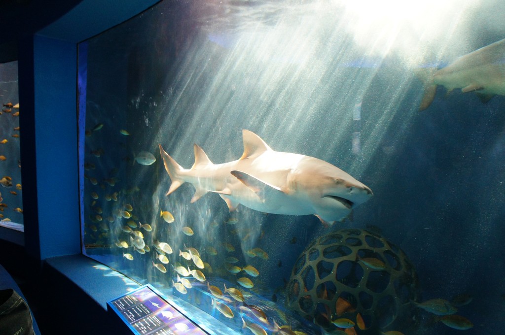 äº¬æ€¥æ²¹å£ºãƒžãƒªãƒ³ãƒ'ãƒ¼ã‚¯ ç¥žå¥ˆå·çœŒ ã®æ„Ÿæƒ³ æ°´æ—é¤¨ã«è¡Œã£ã¦ã¾ã„ã‚Šã¾ã™