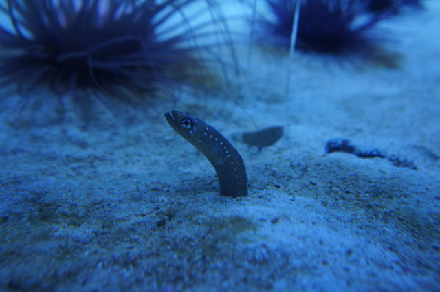 水族館に行ってまいります