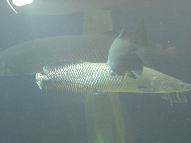 サンシャイン水族館のピラルクー 水族館に行ってまいります