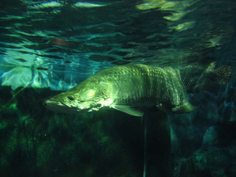 ピラルクー 水族館に行ってまいります