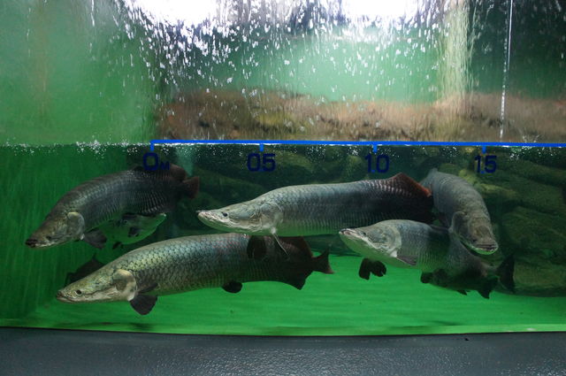 その他 水族館に行ってまいります