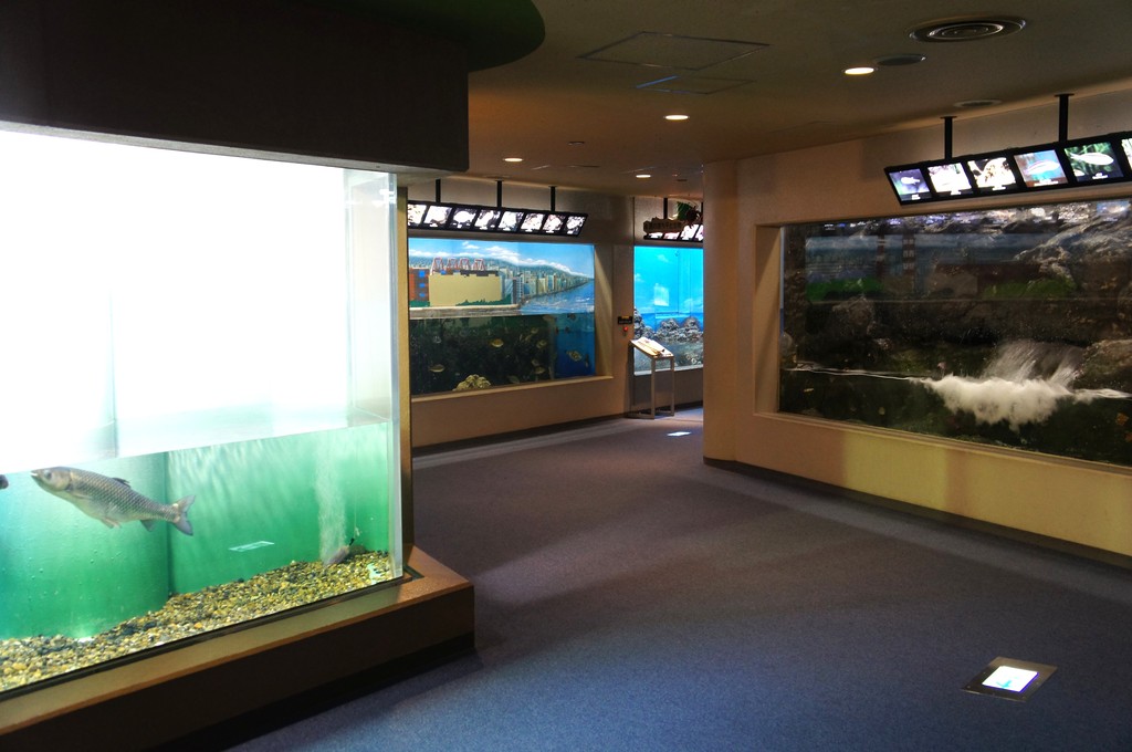 しながわ水族館 東京都 の感想 水族館に行ってまいります しながわ水族館 東京都 の感想 水族館に行ってまいります