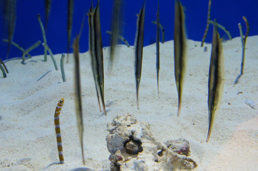 11月11日はチンアナゴの日 チンアナゴ 何それ下ネタ びびるわ 水族館に行ってまいります 11月11日はチンアナゴの日 チンアナゴ 何それ下ネタ びびるわ 水族館に行ってまいります
