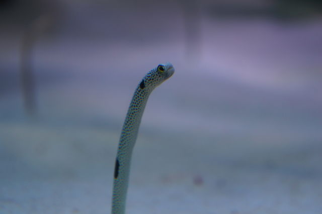 11月11日はチンアナゴの日 チンアナゴ 何それ下ネタ びびるわ 水族館に行ってまいります 11月11日はチンアナゴの日 チンアナゴ 何それ下ネタ びびるわ 水族館に行ってまいります