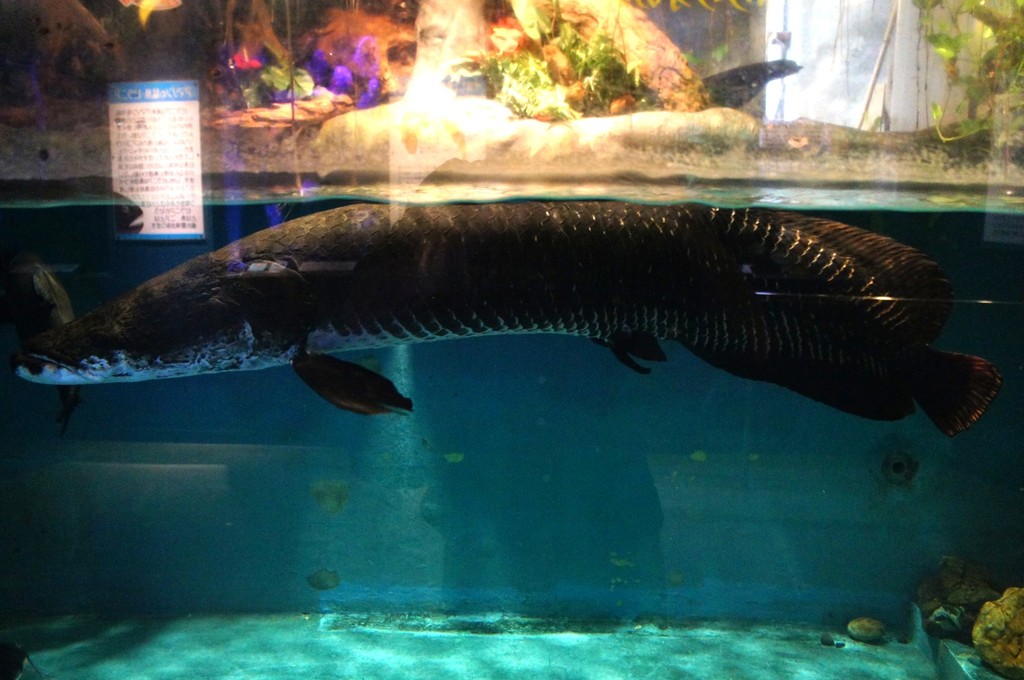 寺泊水族博物館 Japaneseclass Jp 寺泊水族博物館 Japaneseclass Jp