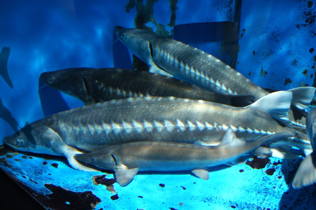 油 壺 マリン パーク