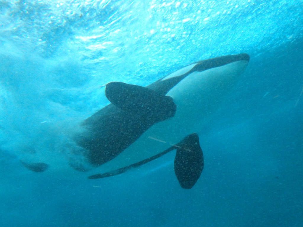 口コミで選ぶ 行ってよかった水族館ランキング13 トリップアドバイザー調べ にあれこれ言う日記 水族館に行ってまいります 口コミで選ぶ 行ってよかった水族館ランキング13 トリップアドバイザー調べ にあれこれ言う日記 水族館に行ってまいります