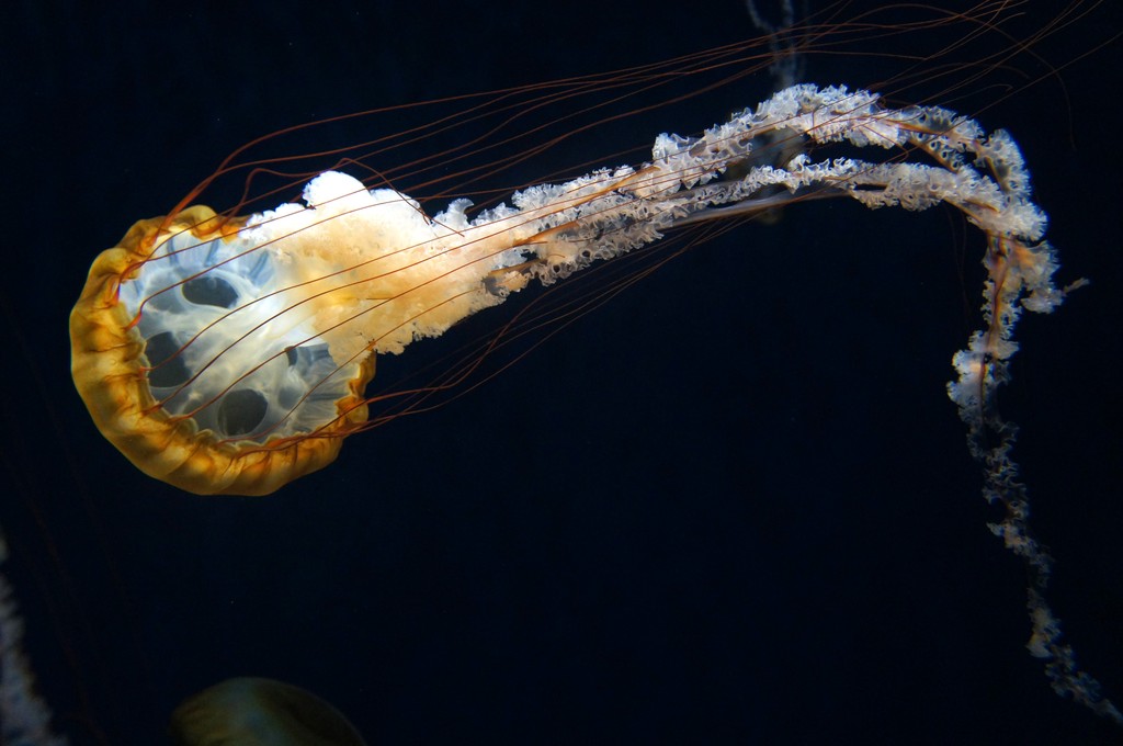 超難問 このサンゴ礁水槽はどこの水族館でしょうクイズ 水族館に行ってまいります