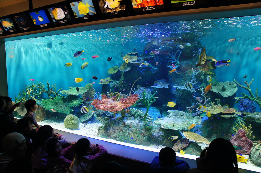 サンゴ礁水族館に検討すべき 12 のサンゴ