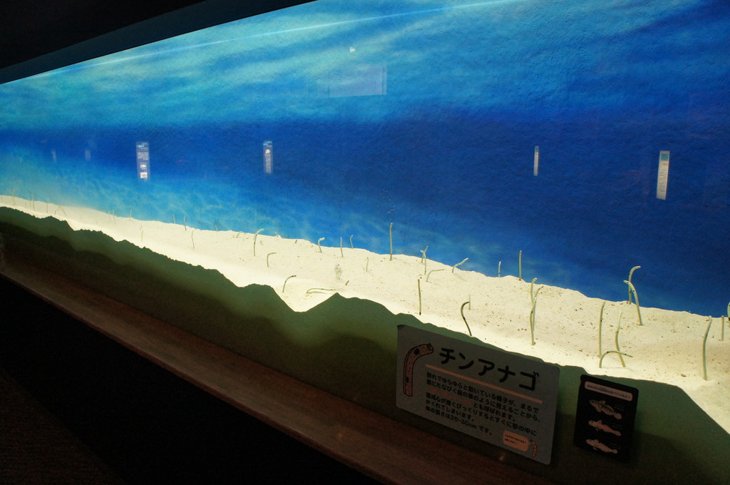 水族館に行ってまいります