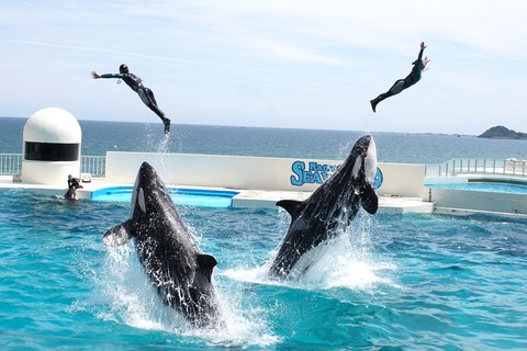 水族館に行ってまいります