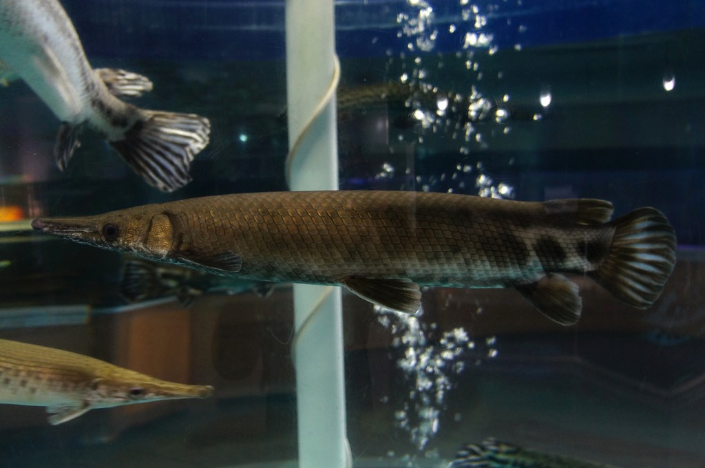 かすみがうら市水族館 茨城県 の感想 水族館に行ってまいります