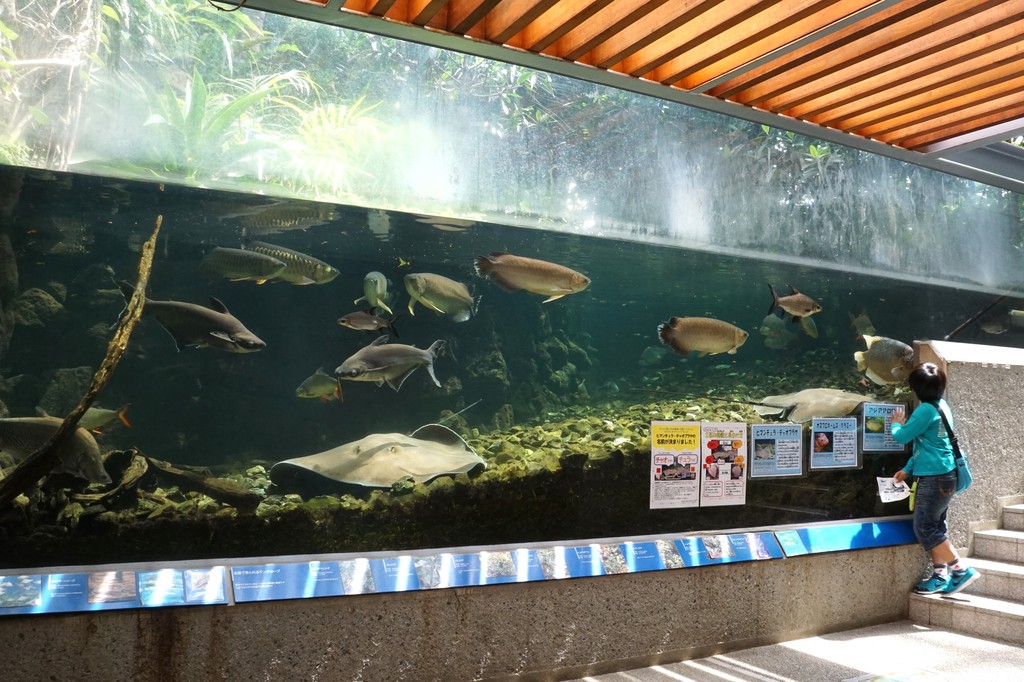 関東のオススメ水族館18 東京から近い水族館選 水族館に行ってまいります