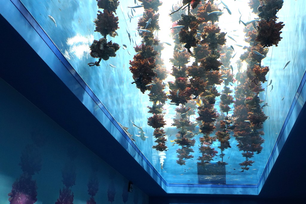 仙台うみの杜水族館 宮城県 の感想 水族館に行ってまいります