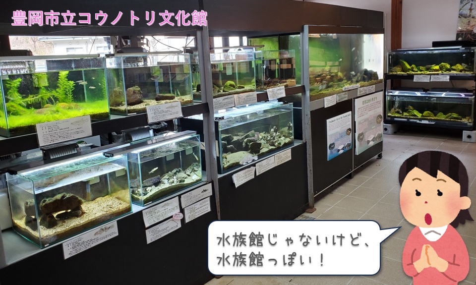 希少・特大】 標本棚 標本箱 17杯 希少・特大】 標本棚 標本箱 17杯