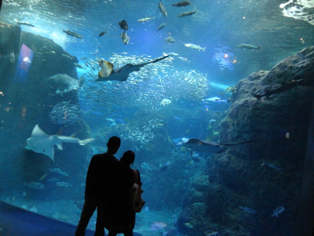 えのすい 逆さから読むと イスの絵 そうだね 水族館に行ってまいります えのすい 逆さから読むと イスの絵 そうだね 水族館に行ってまいります