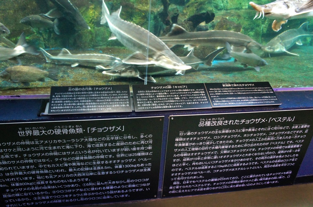 寺泊水族博物館 新潟県 の感想 水族館に行ってまいります 寺泊水族博物館 新潟県 の感想 水族館に行ってまいります