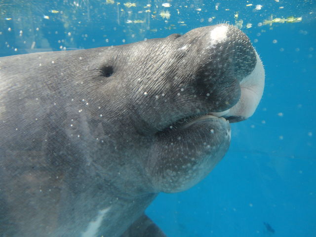 水族館に行ってまいります