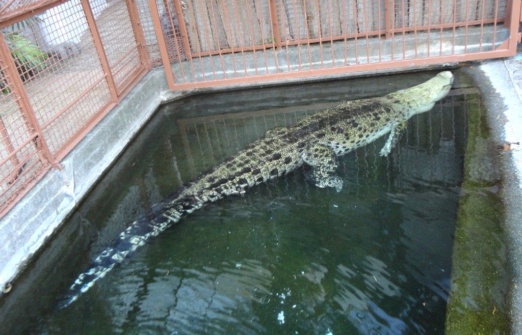 アルビノ って何 水族館に行ってまいります