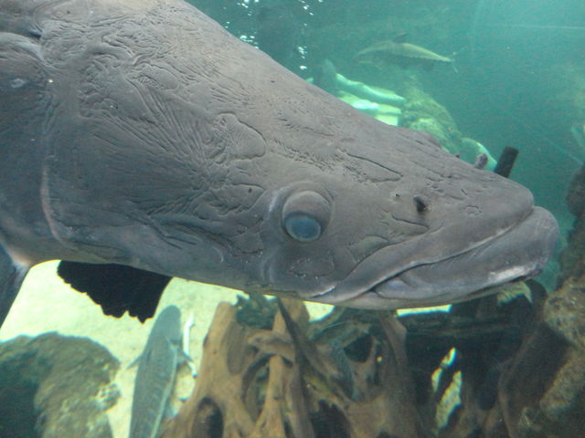 創刊 ピラルクーを釣る 水族館に行ってまいります