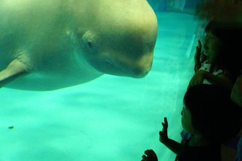 水族館レビュー 水族館に行ってまいります