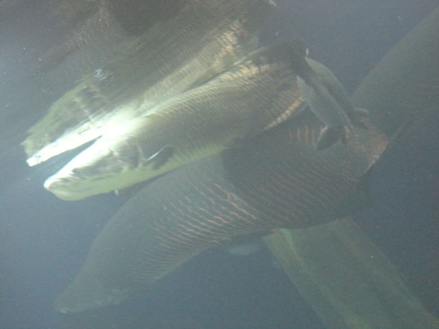 サンシャイン水族館のピラルクー 水族館に行ってまいります