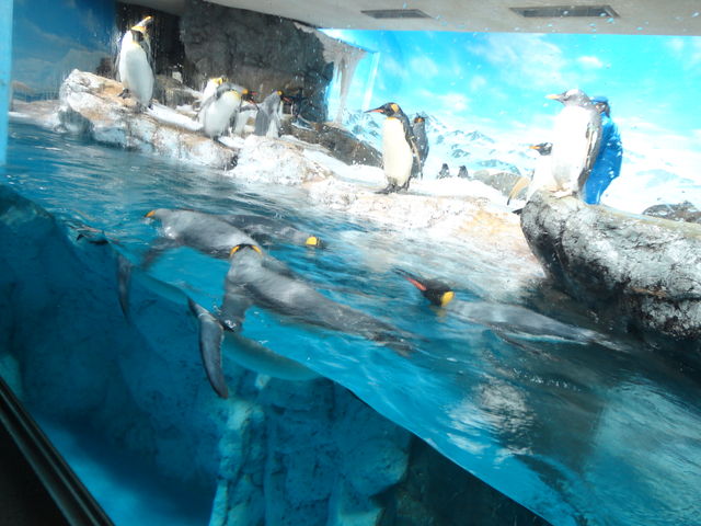 鴨川シーワールド ロッキーワールド ポーラーアドベンチャー 水族館に行ってまいります 鴨川シーワールド ロッキーワールド ポーラーアドベンチャー 水族館に行ってまいります