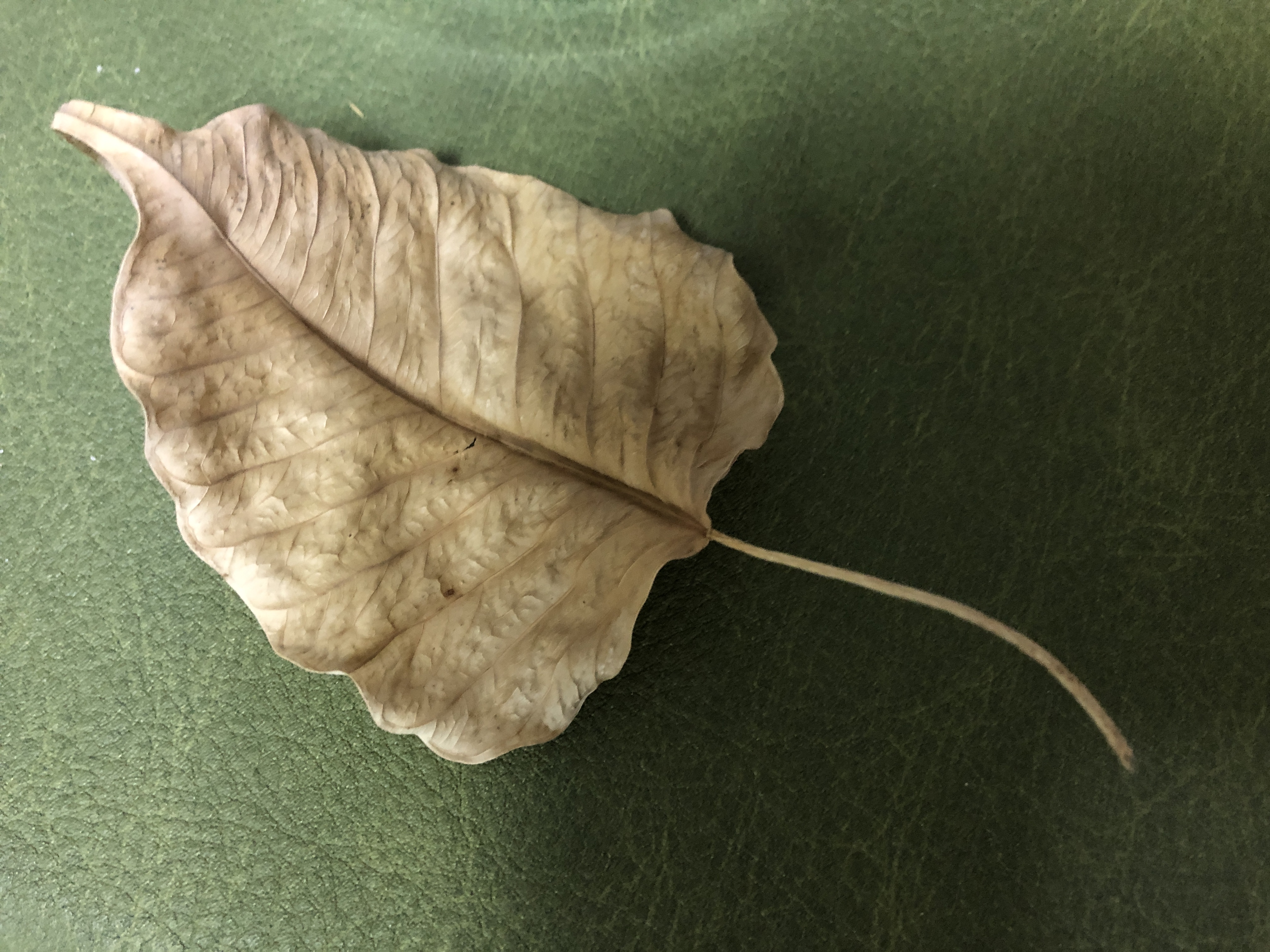 超レア なものをいただけた 赤塚植物園 稀少植物保存温室 Something