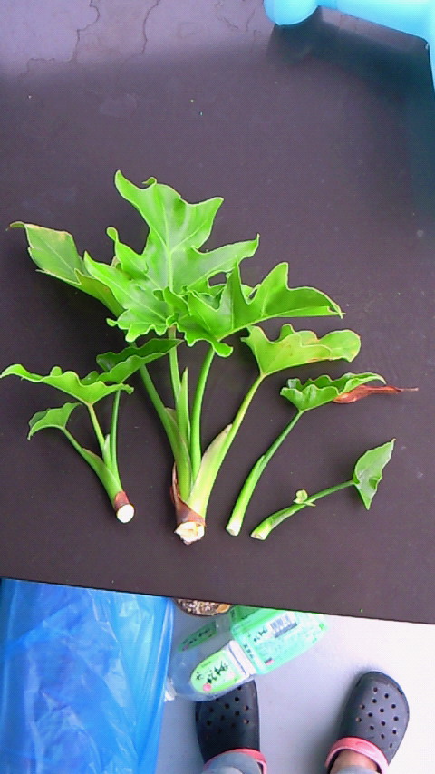 セローム Easy Living