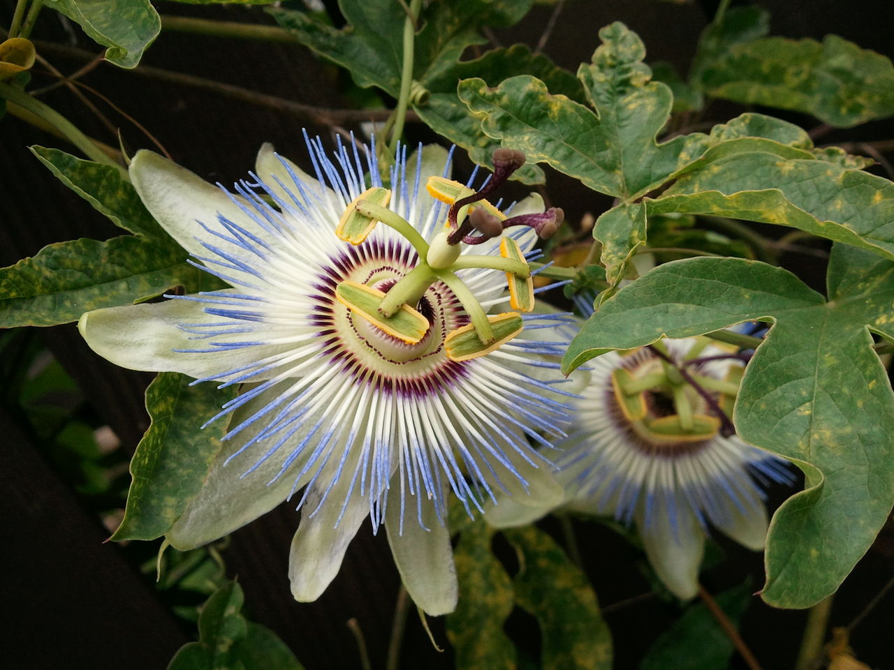 面白い花 O 進化する 21世紀おばちゃん