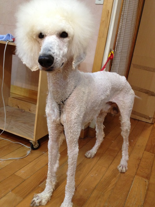 IMG_5911