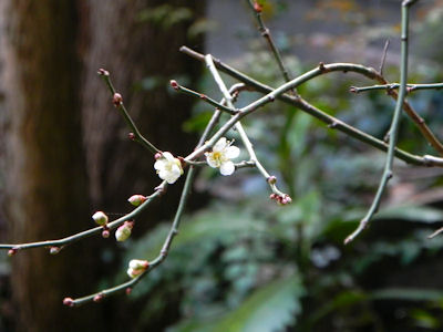 ume