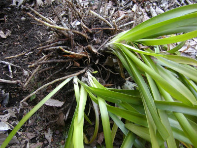 アガパンサスの株分け 季節を追いかけて