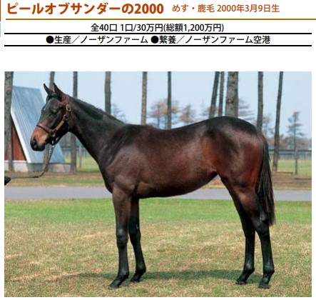 社台グループ繁殖牝馬名鑑2003〜2018（16冊） 社台グループ繁殖牝馬名鑑2003〜2018（16冊） - メルカリ