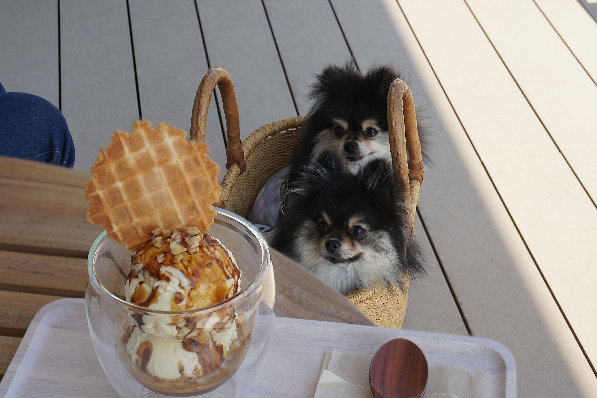 テラスわんこOK】カーブドッチにニューオープン、KAIHOLOさん : 黒ぽめ