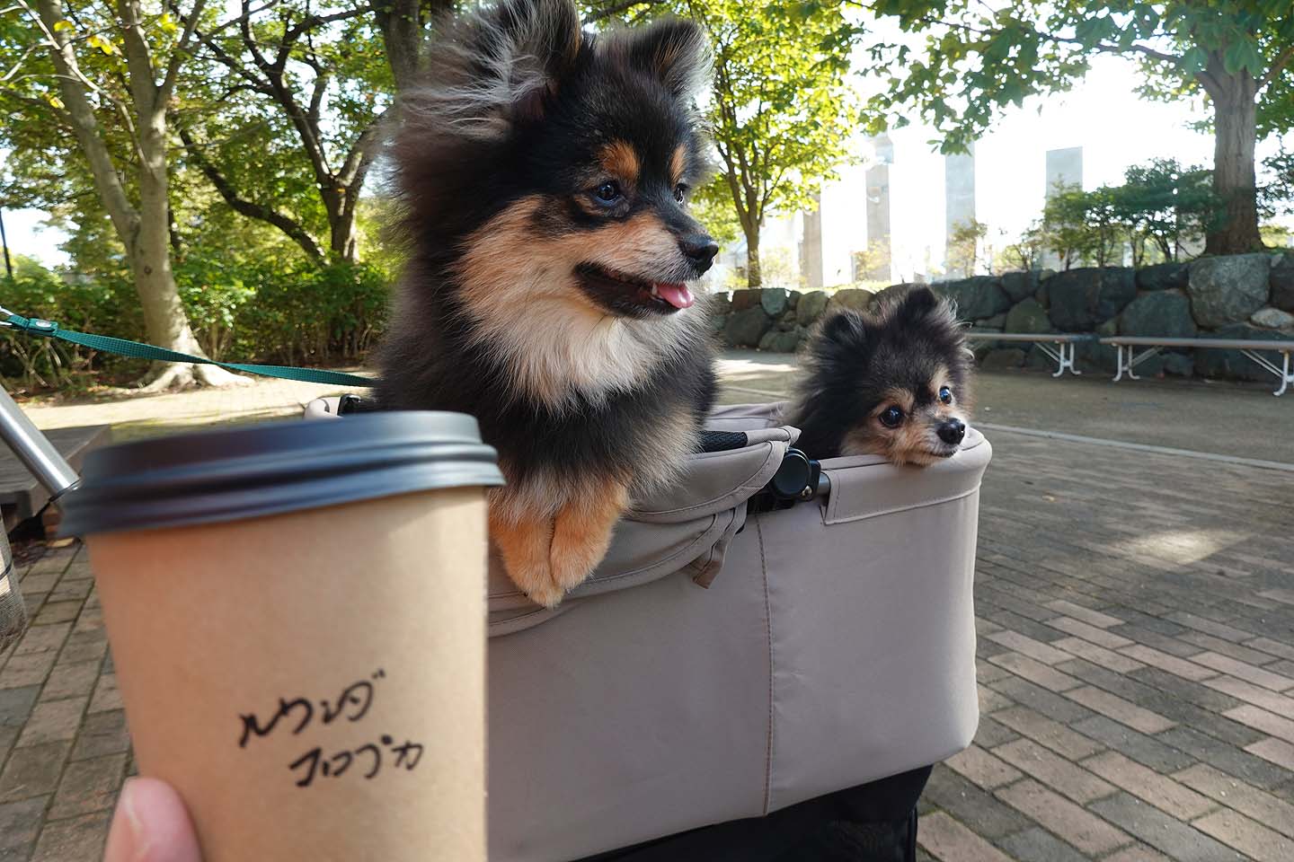 ベンチわんこOK】鳥屋野スポーツ公園入口にあるcafe feel : 黒ぽめ