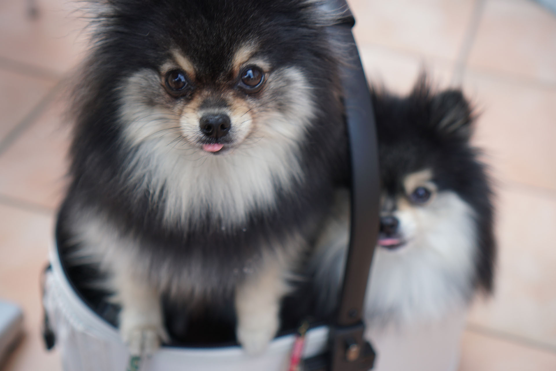 テラスわんこOK】桜の見えるモスバーガー亀田店 : 黒ぽめ！あんこと