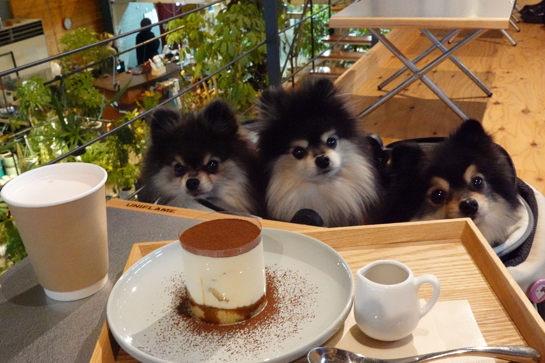 店内わんこOK】G.labさん2Fのヒロティラミス : 黒ぽめ！あんことおはぎ