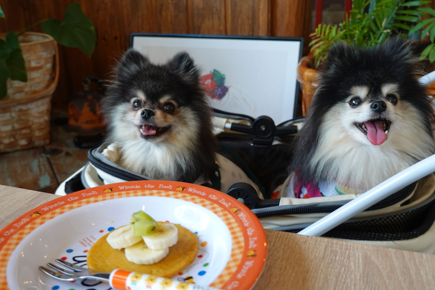 店内わんこOK】新潟市南区白根地区にできたcafe Felizさん : 黒ぽめ