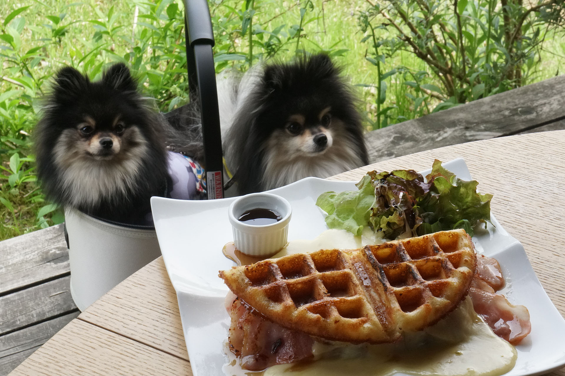 テラスわんこOK】田上の高台にあるおしゃれ店、山カフェ一歩 : 黒ぽめ